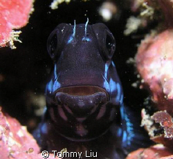 cute face~ Phoho taken in Taiwan~ by Tommy Liu 